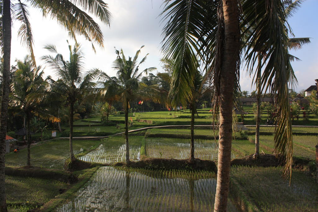 Dewa House Bisma Hotel Ubud Eksteriør billede